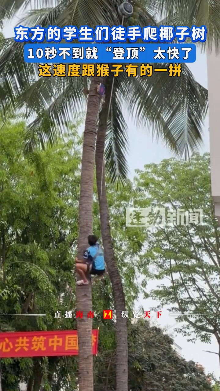 东方的学生们徒手爬椰子树，10秒不到就"登顶"太快了，这速度跟猴子有的一拼。
4