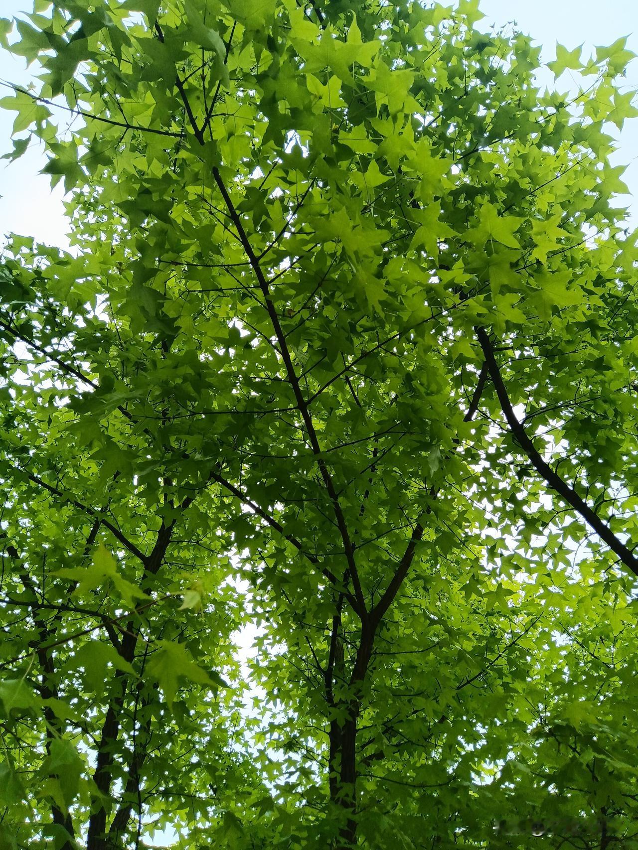 该哭还是该笑？

炒股真是让人百感交集！哭笑不得！

比如今天，早盘下杀的厉害，