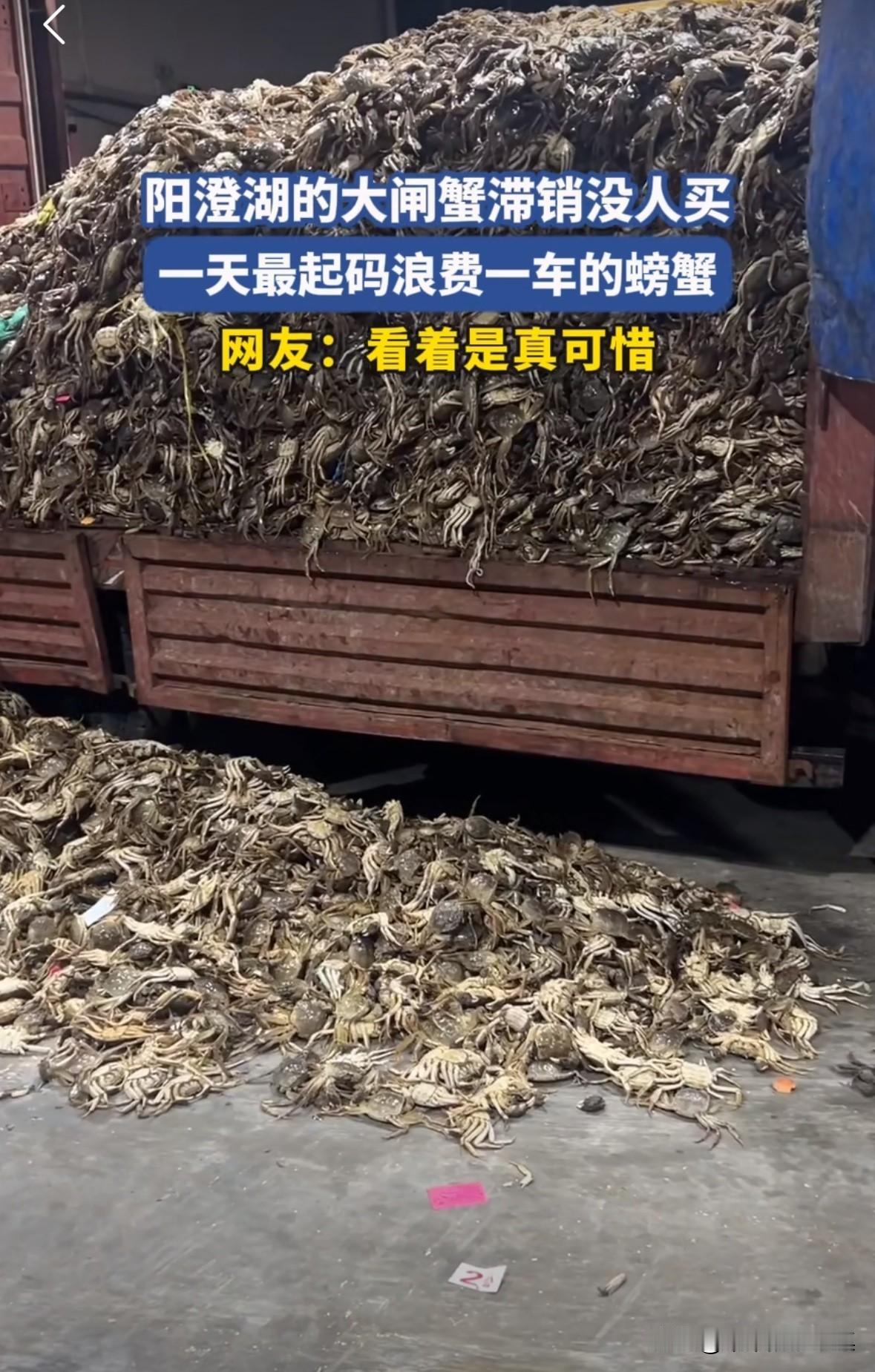 螃蟹滞销没人买，一天要扔掉一货车的螃蟹，因为螃蟹死了就不能吃了。
真是浪费，我们