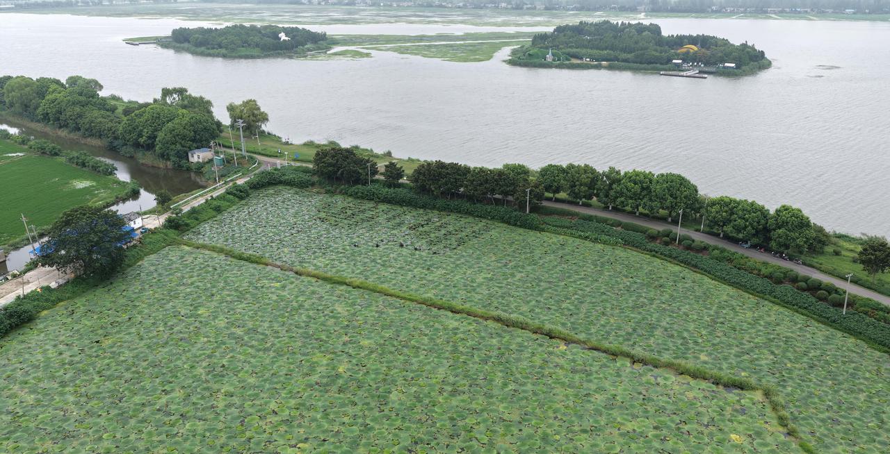 放弃30万年薪回乡种鸡头米，这个95后小伙一句话把我说沉默了
八月底的淮安，日头