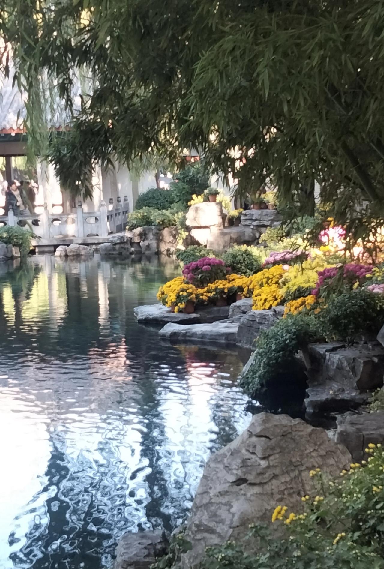 菊花开放的那一刻，一切都变得平静而美好。