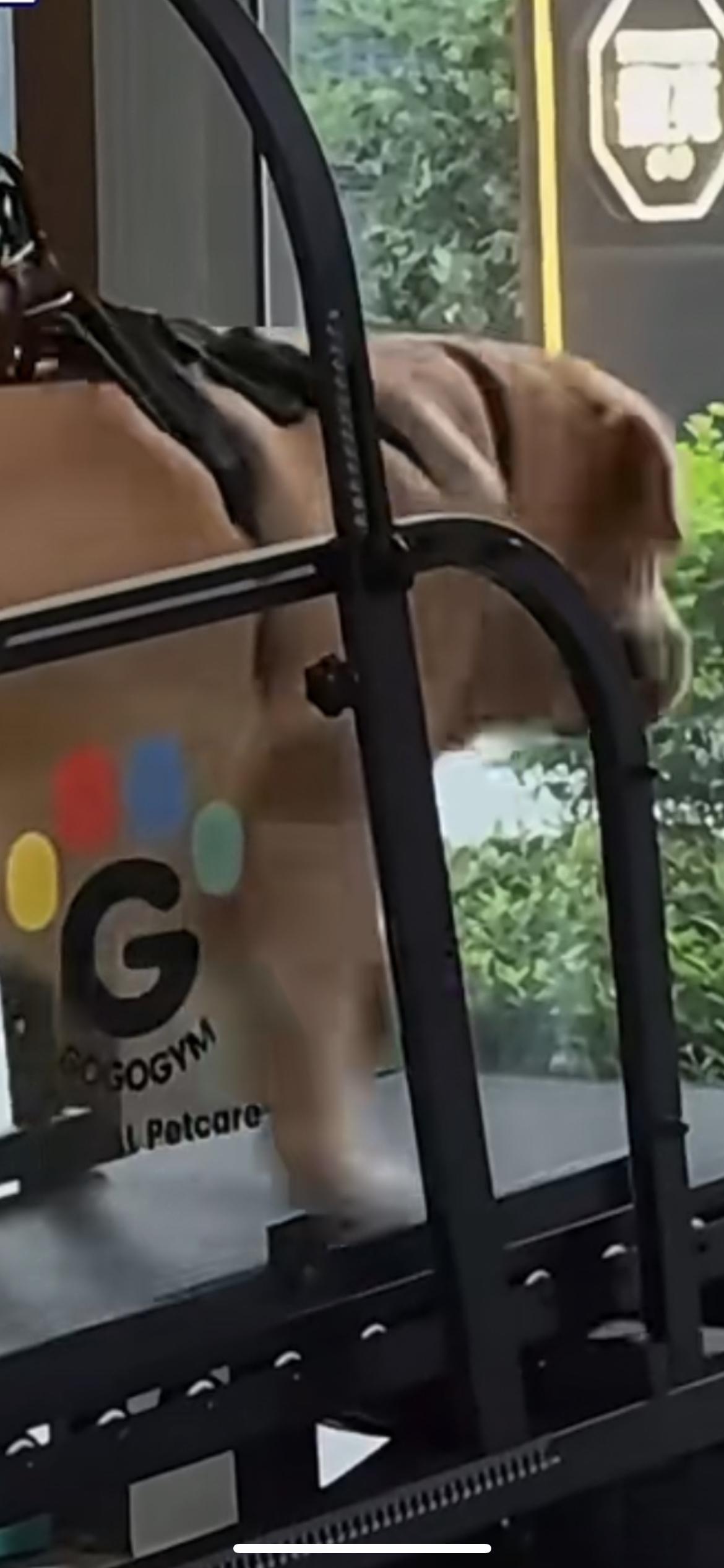 上海宠物健身房月卡近2000元，跑步游泳按摩 教练一对一服务，网友：沪上狗狗太幸