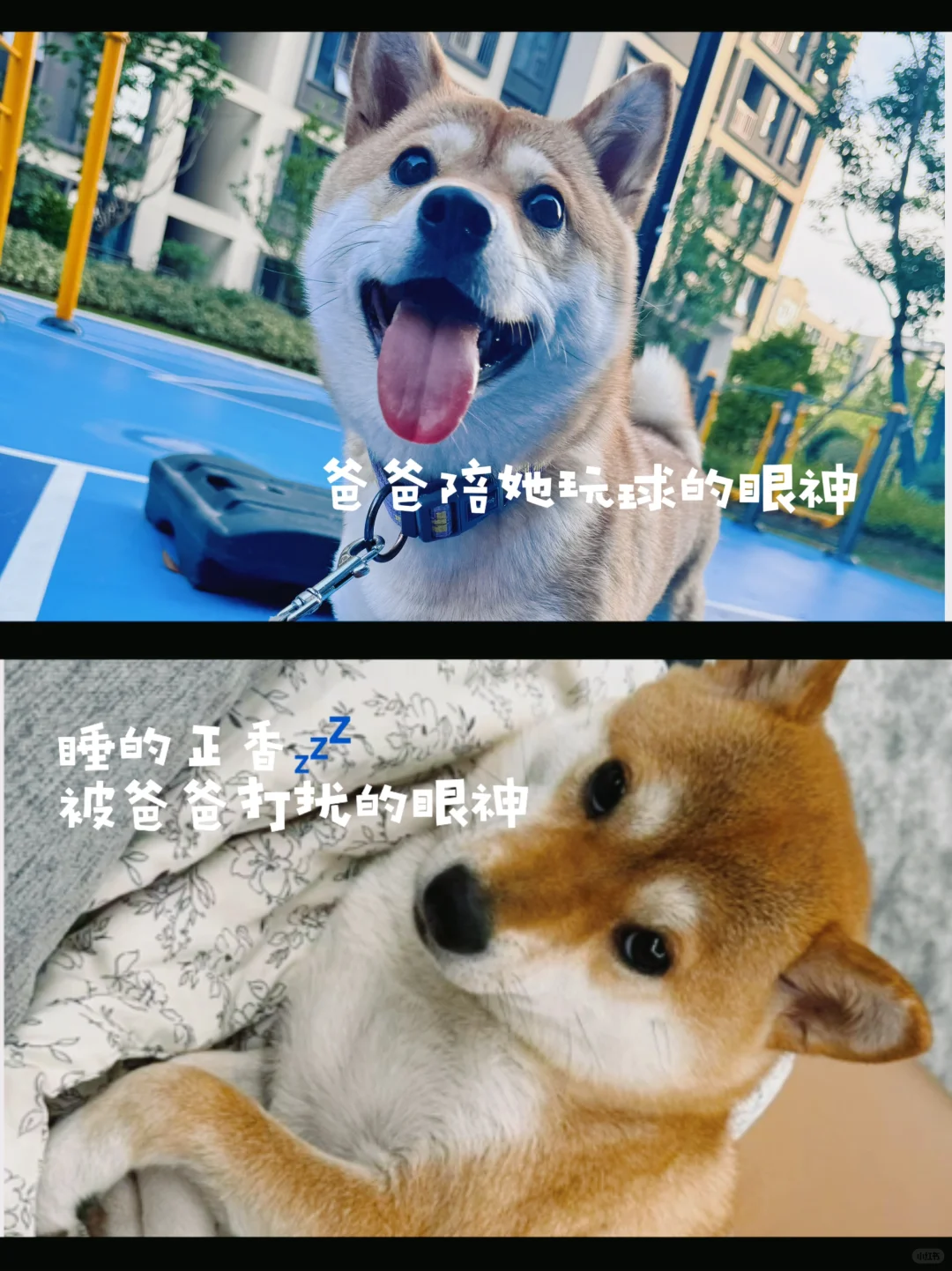 一个小狗怎么这么多表情