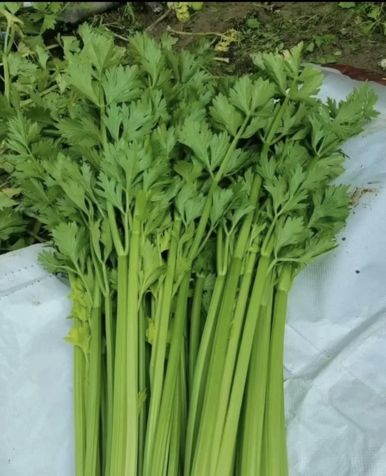 芹菜
大家都经常吃吧
大家吃的时候是不是都是把叶子丢掉，把杆杆留下炒着吃。我也是