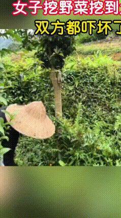 野外干活注意！蛇类频繁出没，大家一定要当心
 近日四川一段视频引起大家重视，女子