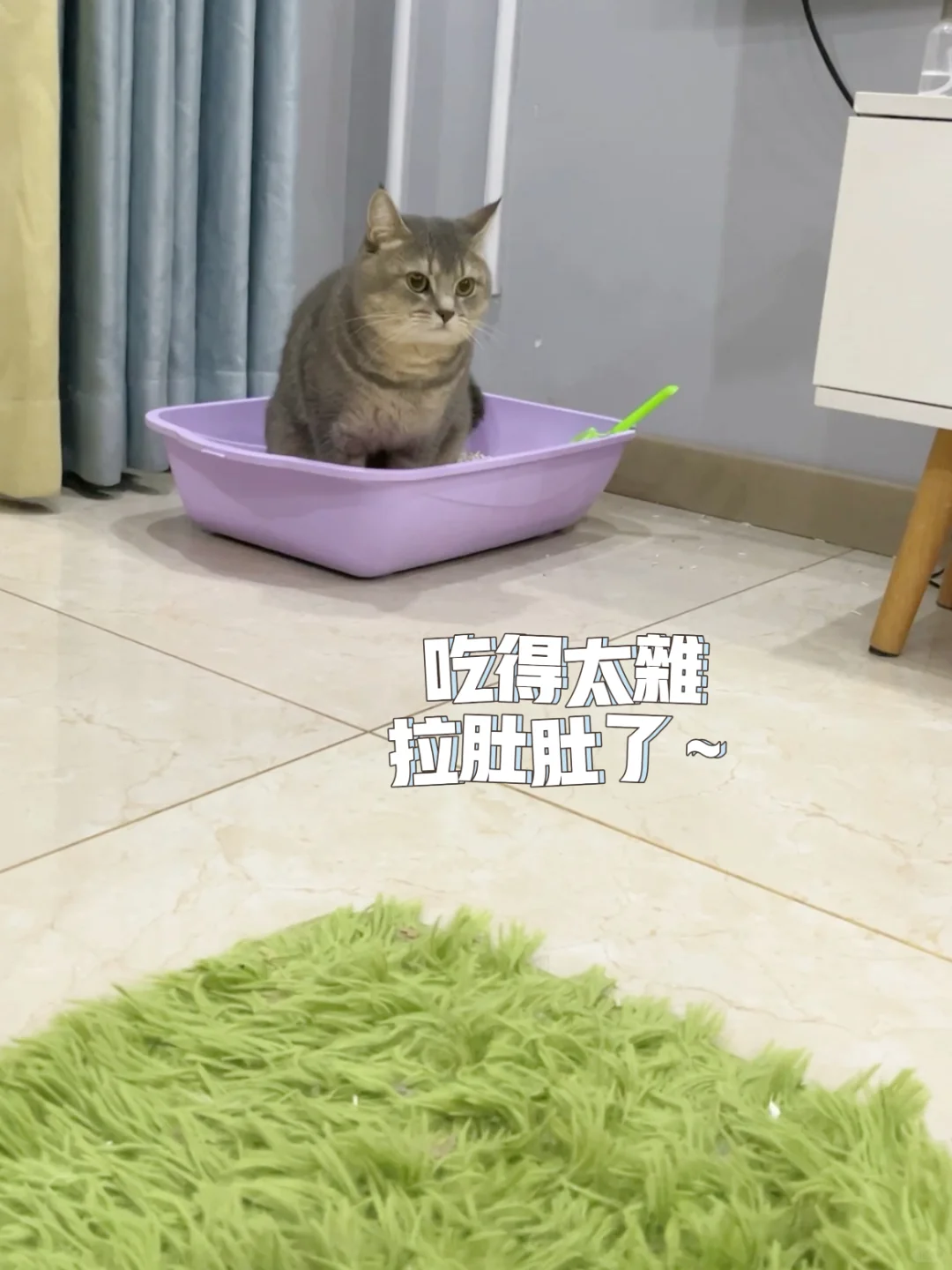 贪吃小猫咪，把吃自己吃拉肚子了怎么办！
