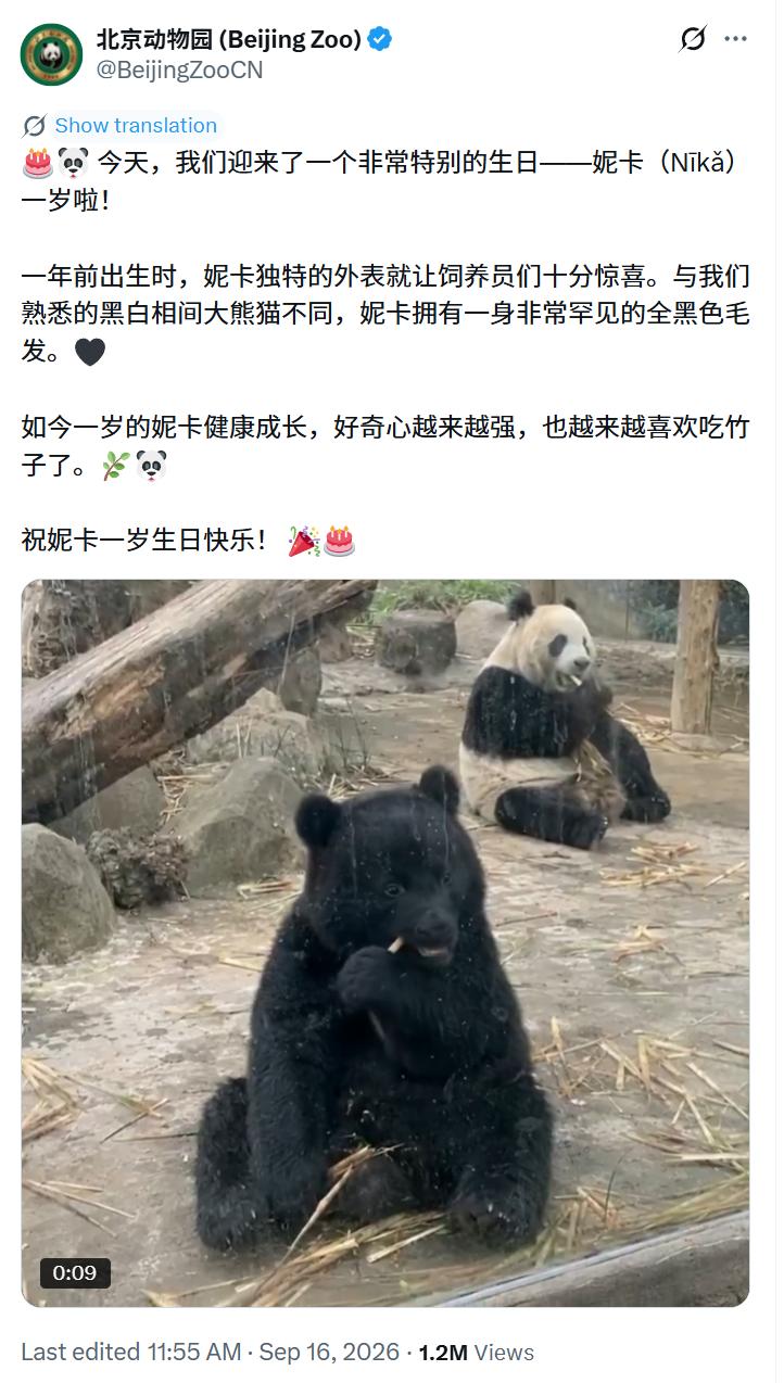 不好，外网有人假冒北京动物园账号骗钱。说来了一只一岁的全黑大熊猫，叫妮卡，唬的中