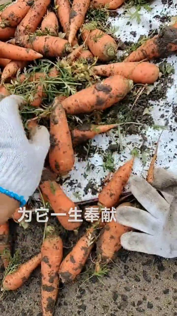 风中挥舞狂乱的双脚，写下灿烂的诗篇。不管有多么疲倦，潮来潮往世界多变。迎接光辉岁