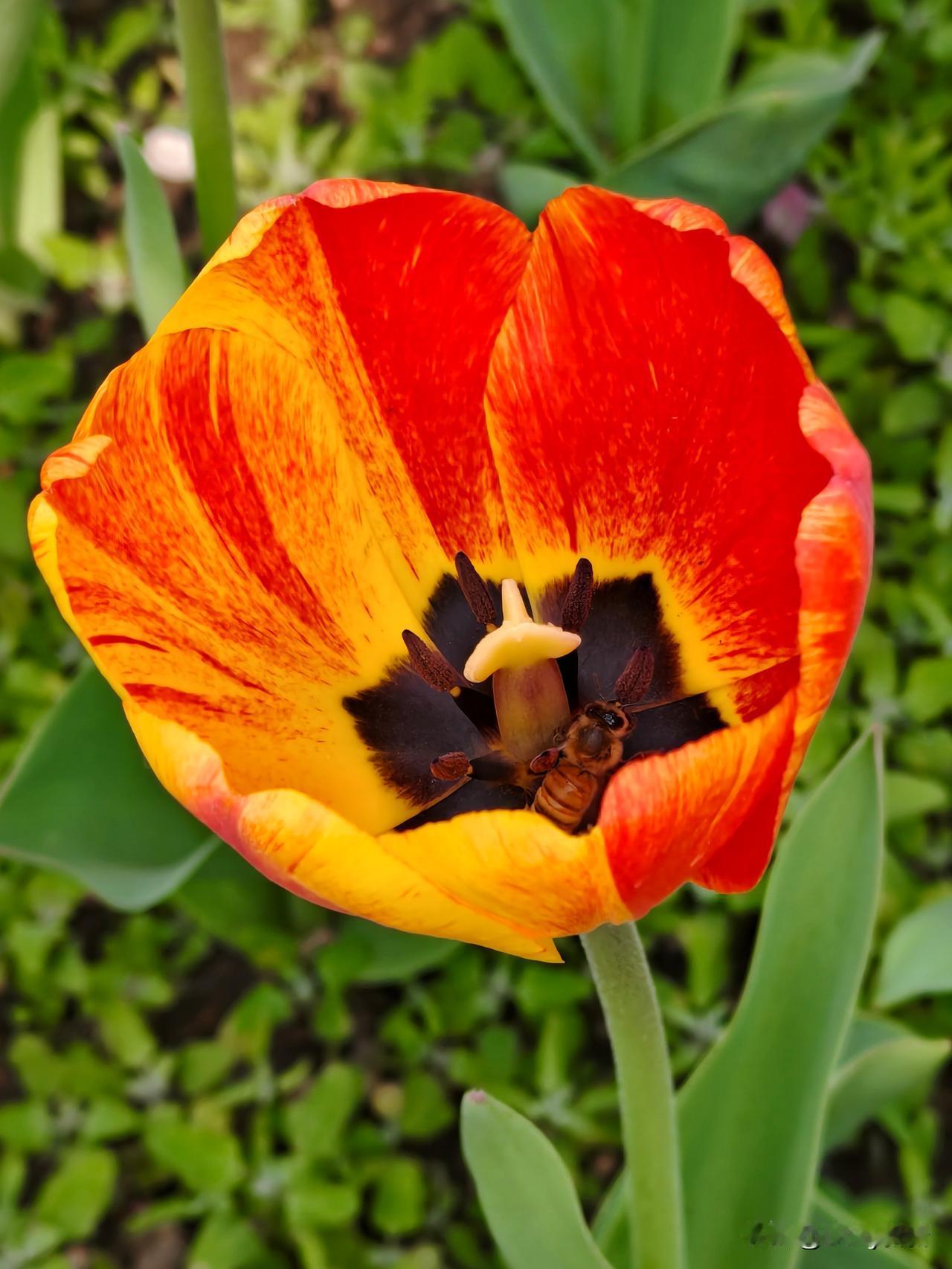 四月春光正好，国家植物园郁金香竞相绽放，品种繁多，仪态万千，赏心悦目醉人心。