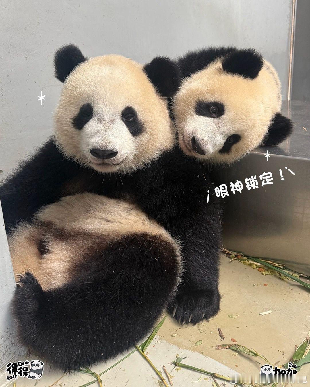 盈盈加加得得母子三可可爱爱的瞬间 