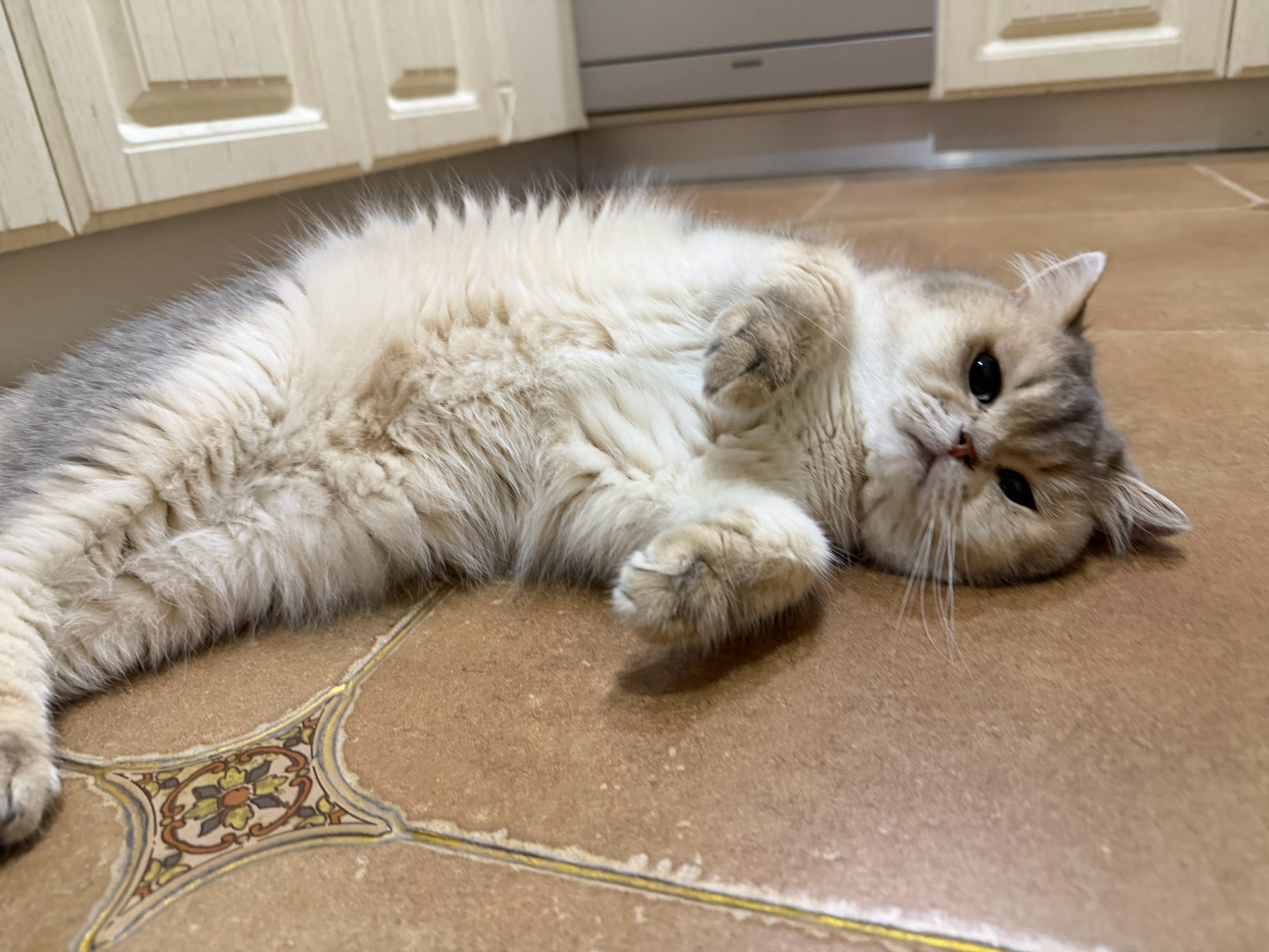 同款肥猪翻肚 