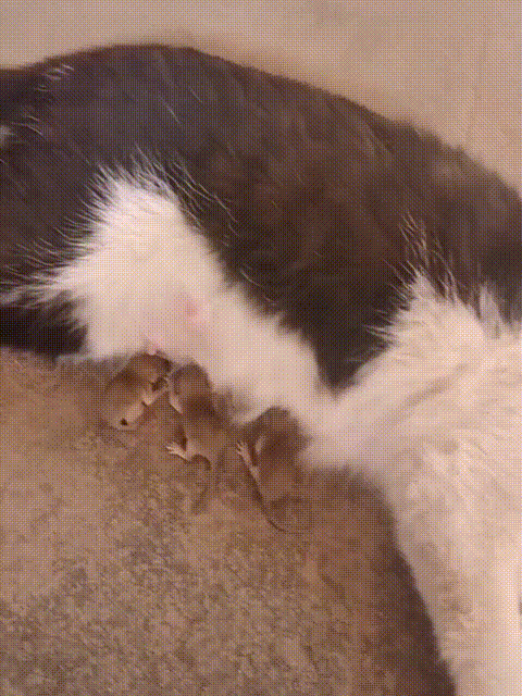 这样的猫你见过么？把鼠宝宝的妈妈吃了，然后给鼠宝宝喂奶养大它们，不是弄啥嘞？这只