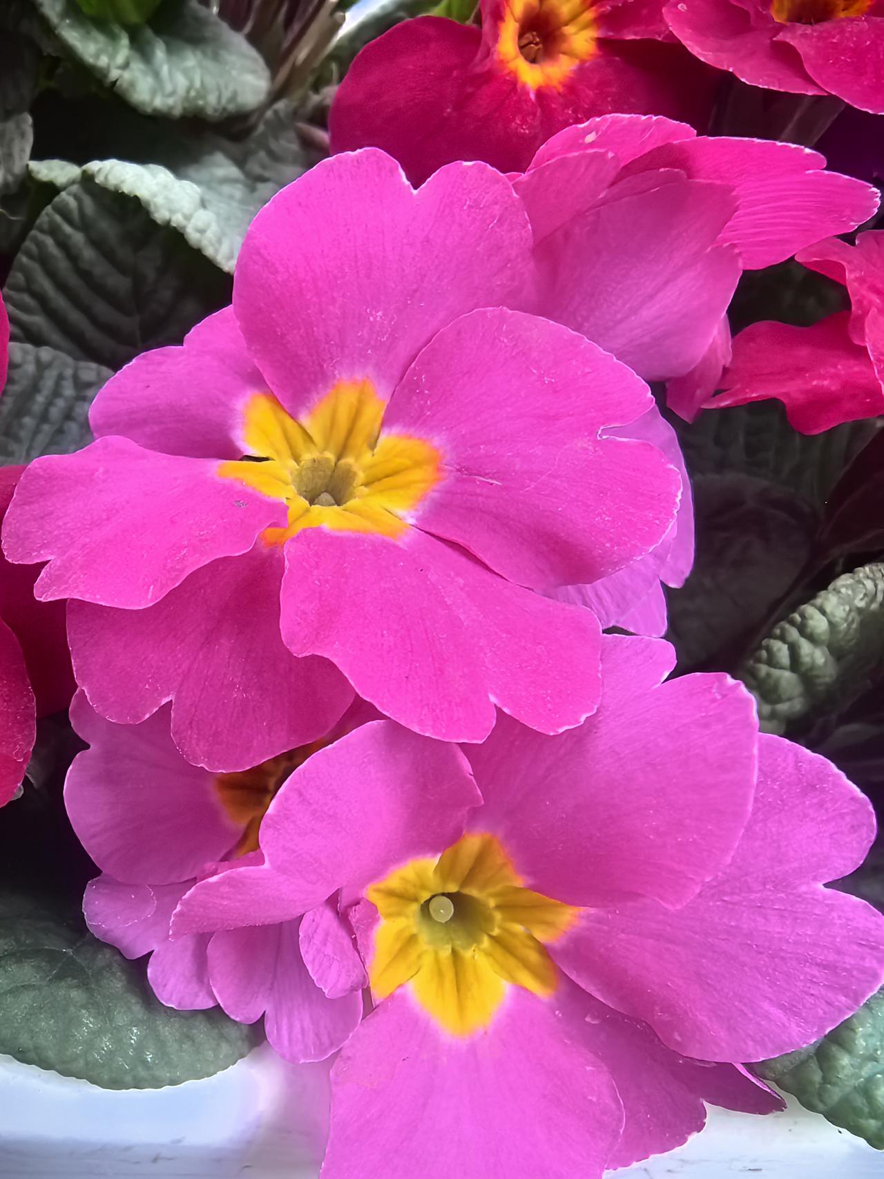 记录我的2026记录生活，怎么离得开照片，花一样的日子必须用花来配！