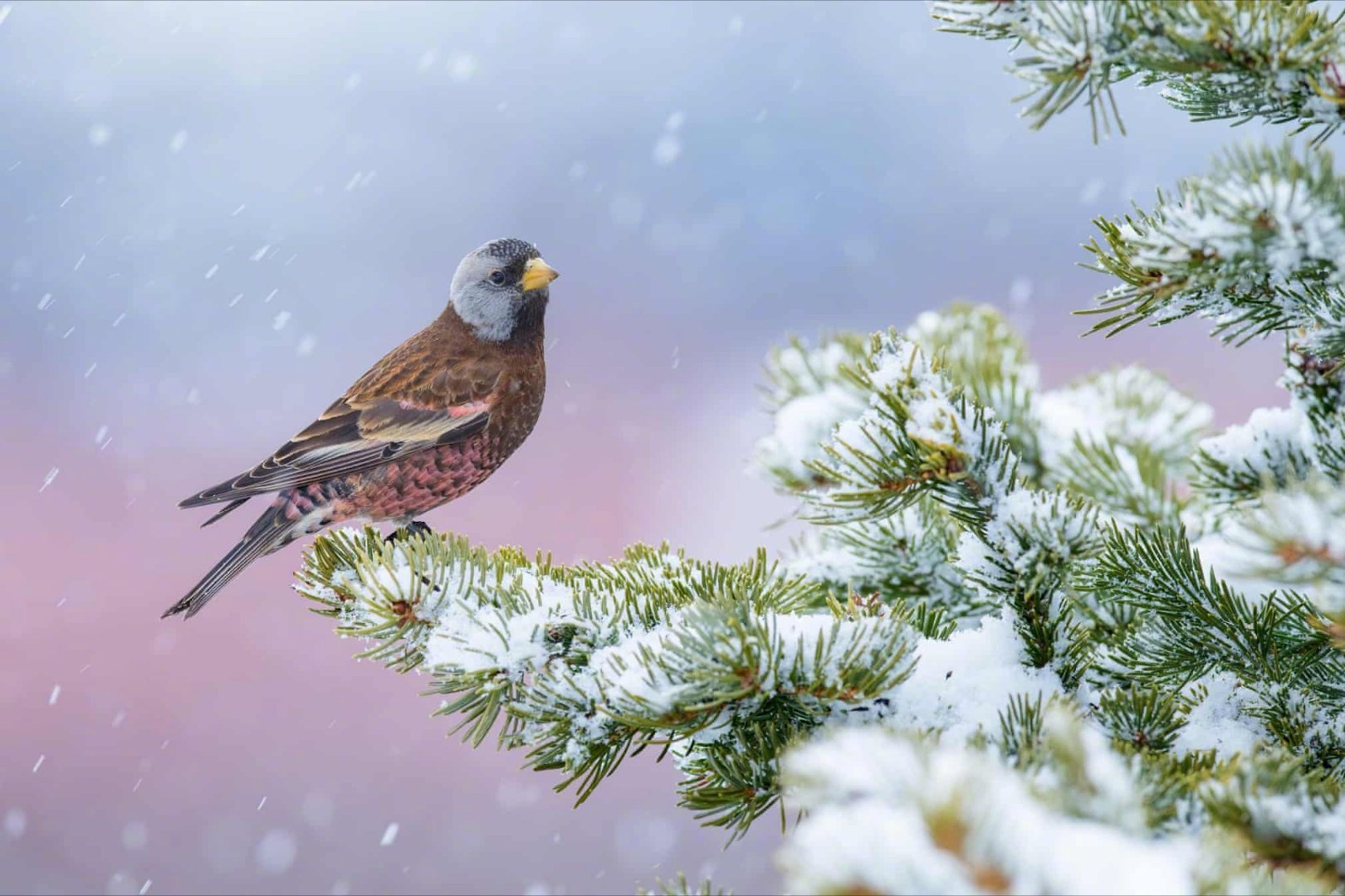 在雪中清醒的孤独，总比在人群中热闹的寂寞与迷惑要好些。——林清玄《人生最美是清欢