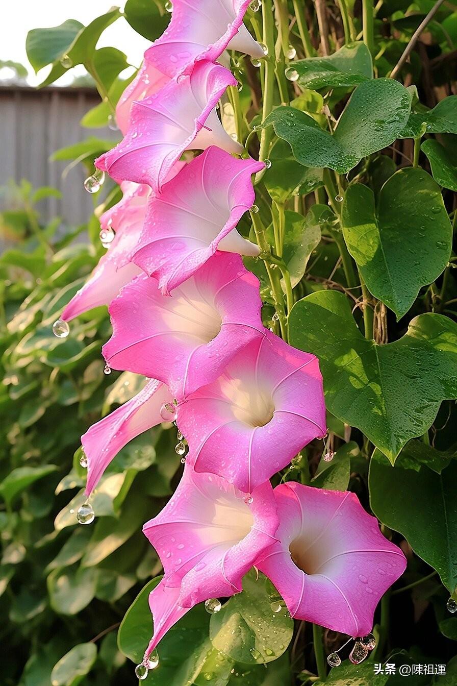夏日生活打卡季 夏天的早晨，被微风和暖阳唤醒，一天都神清气爽。夏日虽热，但小美好
