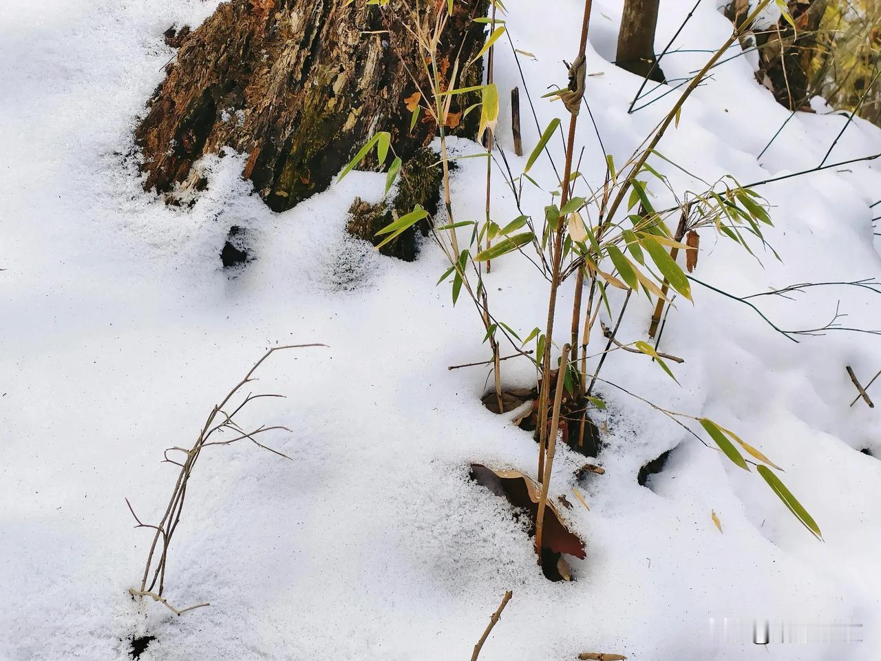 雪竹