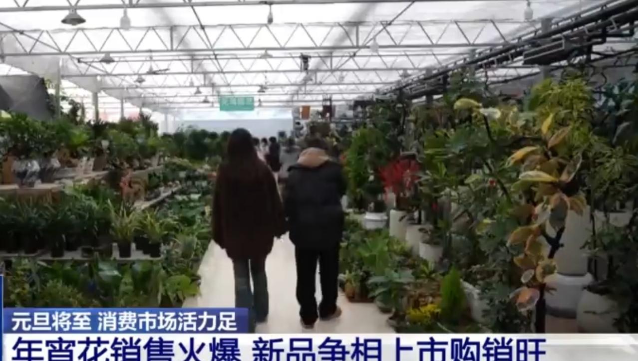 元旦的脚步临近，沁阳的年宵花市场迎来销售热潮。粉紫色的蝴蝶兰成为市场里的“主角”