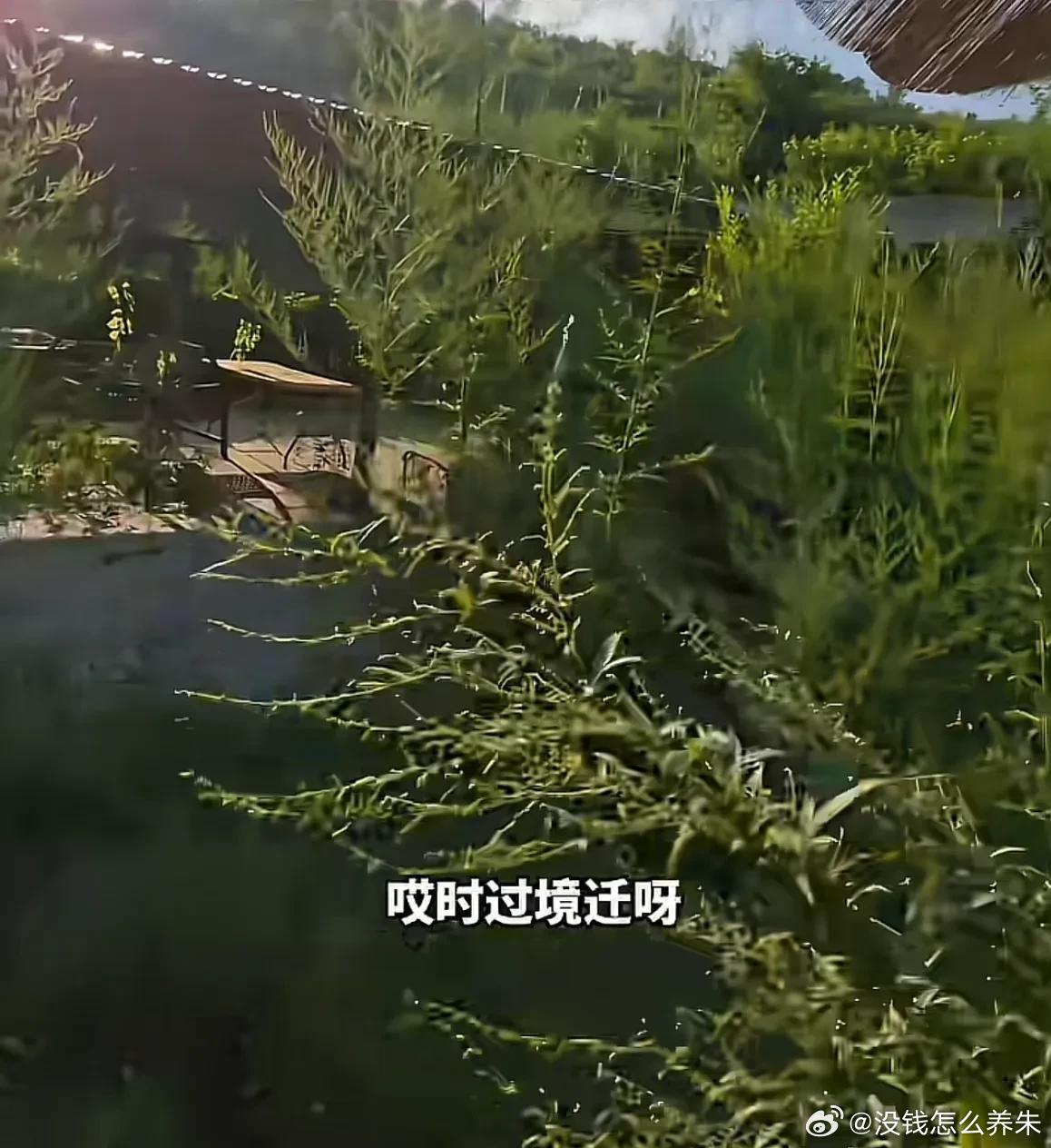 2026年7月，网友探访《向往的生活》第一季北京密云蘑菇屋，发现野草高过人头，灶
