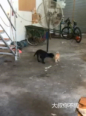 猫咪已经看透一切，这该死的松弛感 