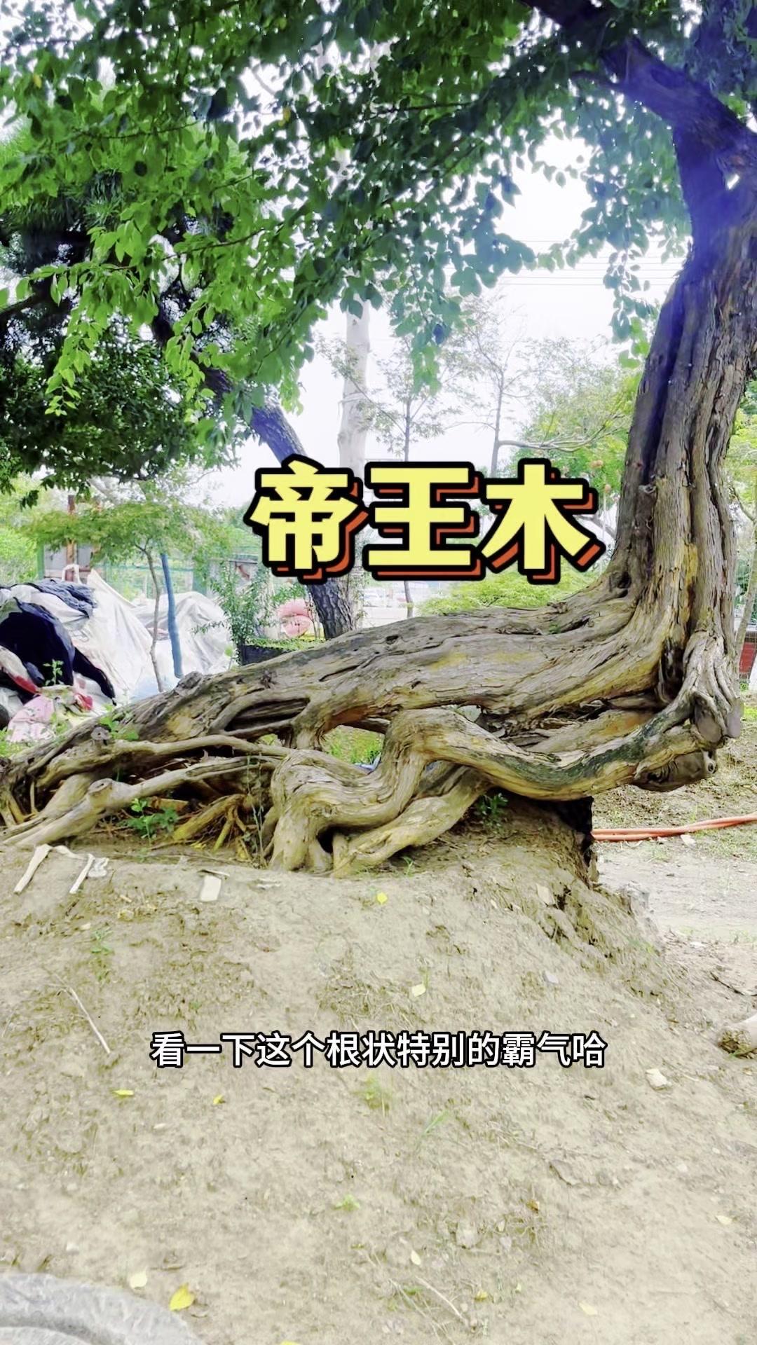 百年帝王木，霸气龙爪根！🌳300多年的帝王木（柘树）也太震撼了！根盘足有2米3