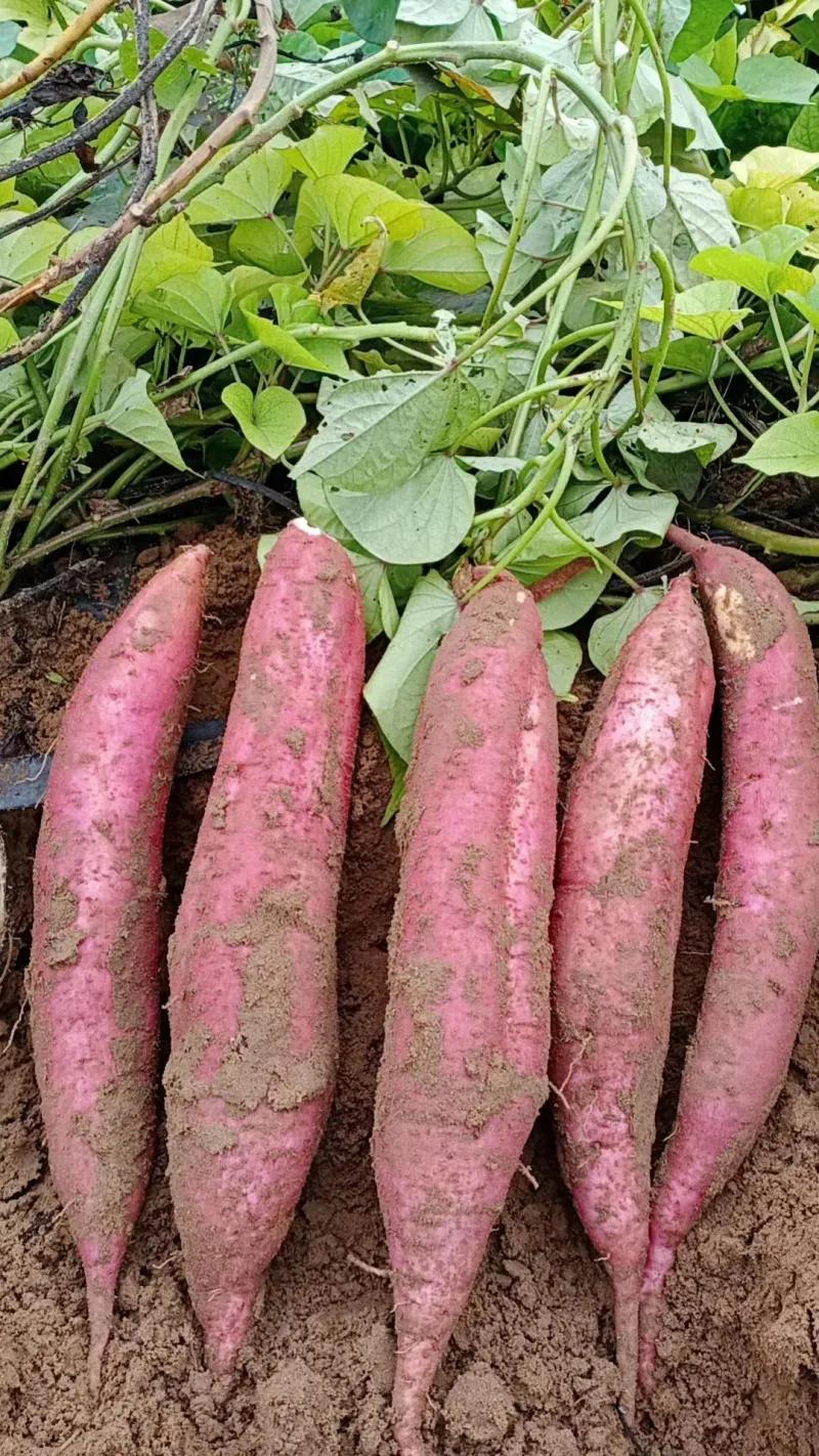 你知道红薯的来历吗？
当年朱元璋跟陈友谅大战，被陈打的屁滚尿流，丢盔弃甲跑到一处