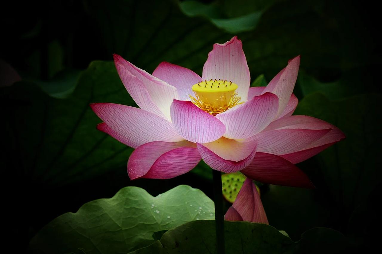 #分享一张拍摄的花#