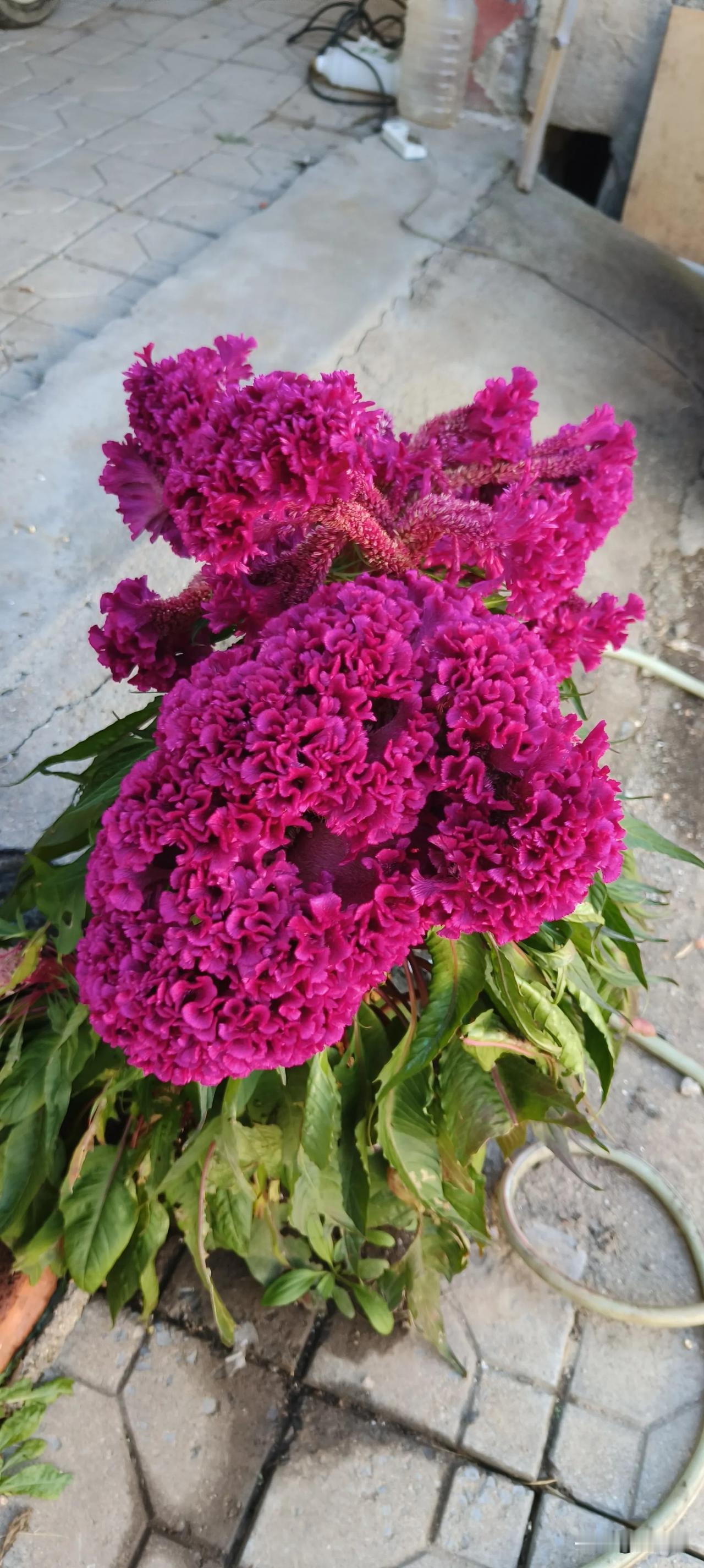  
家家户户鸡冠花
岁岁朝朝如意云
#艳丽花朵随手拍# #随手拍漂亮鲜花# 
#