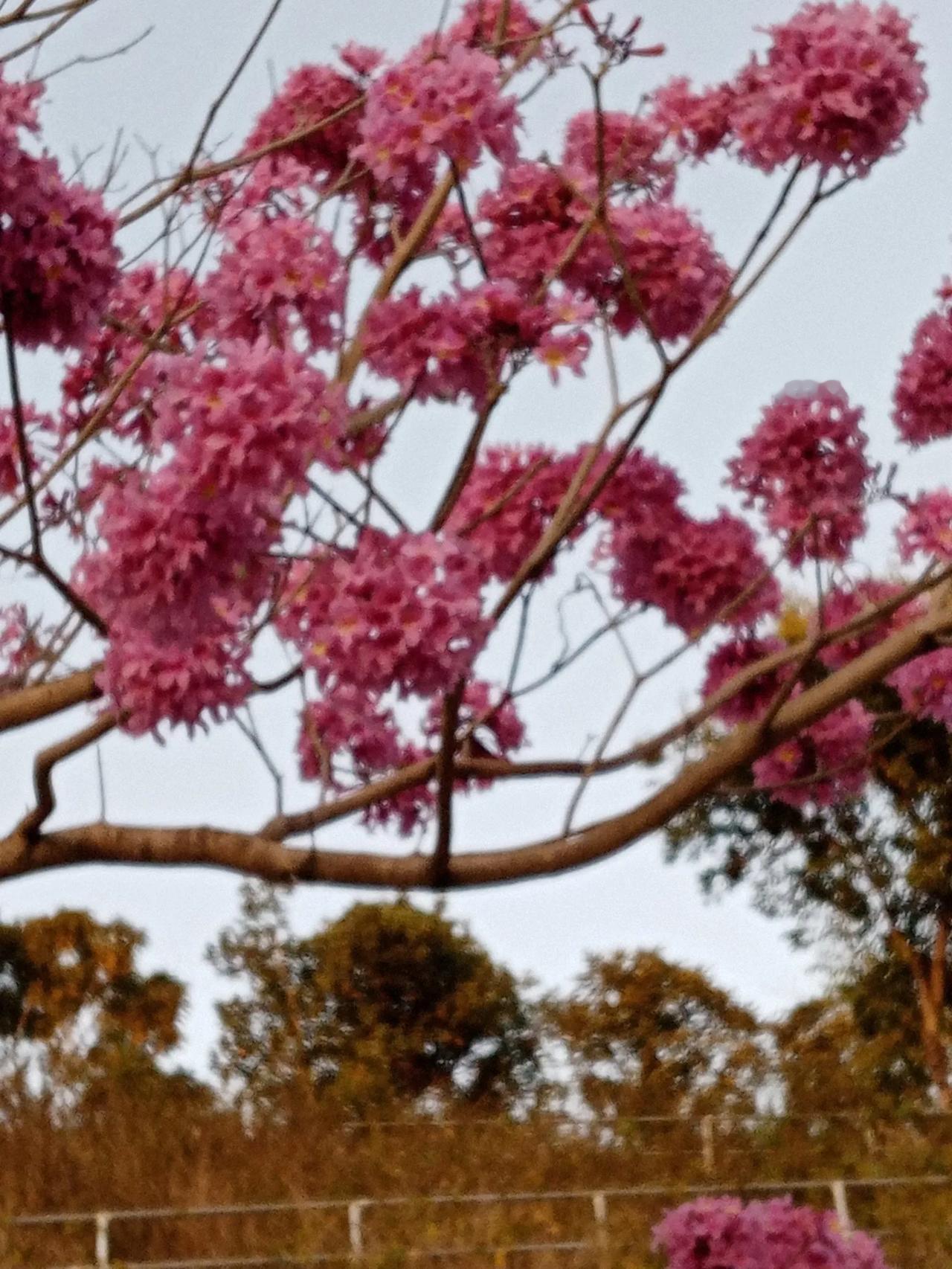 红色风铃花
春节期间的红色风铃花开得正艳。那一串串花球，就像一个个风铃挂在树枝上