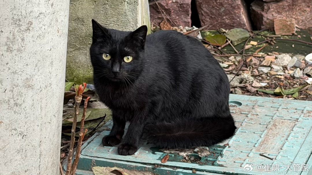 再强调一次，无论男女，请不要在有哨兵模式的车边上随地大小便…此时此刻，我觉得我的