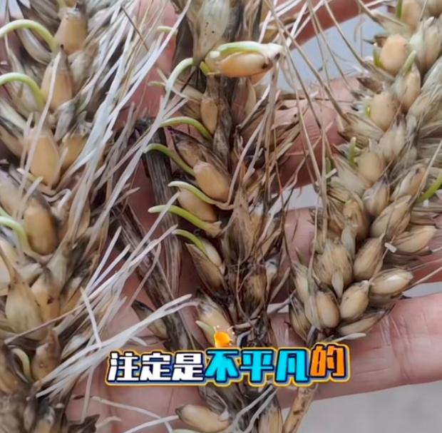 “割四赔五”的后果，终究在襄阳这片土地上应验了。由于错失了抢收时机，还没归仓的小