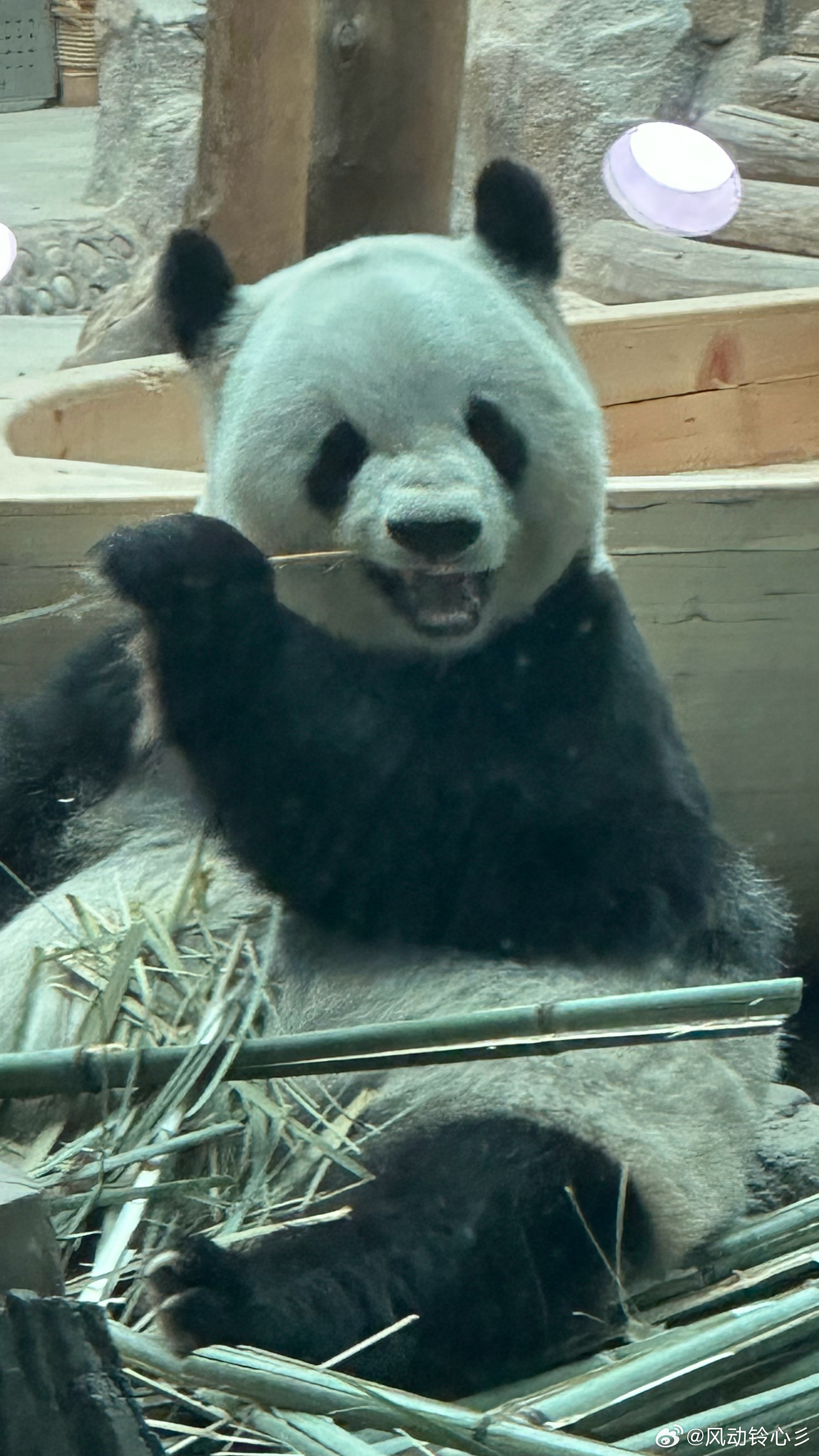 主打一个来都来了！ 尚志·中国亚布力熊猫馆