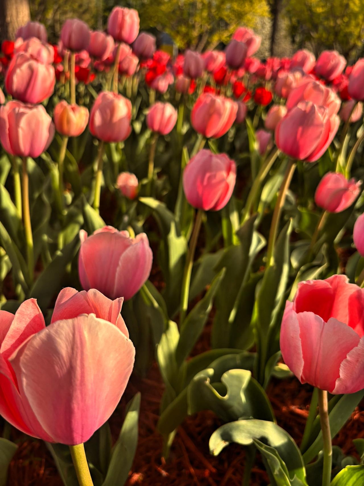 北京雕塑公园里的郁金香盛情开放
正处于最佳观赏期
欢迎各路游客的光临
园内郁金香