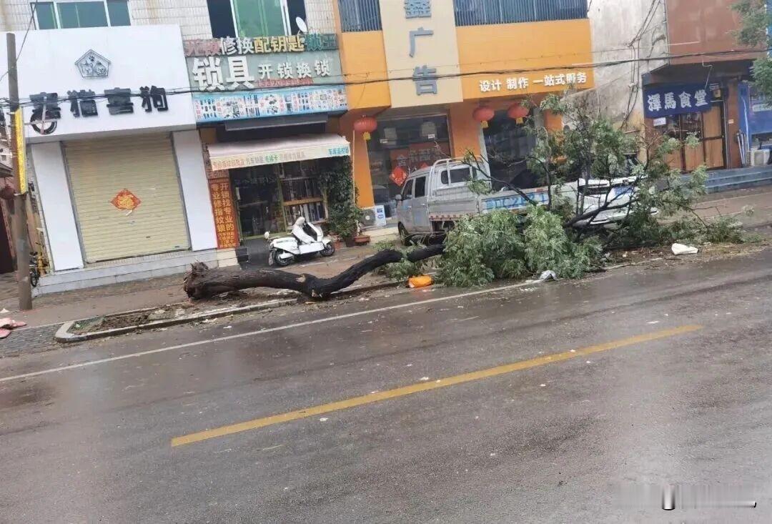滕州昨晚的风到底有多大？
这个夏天的第一场狂风暴雨，很多树木都倒了，幸好是在夜里