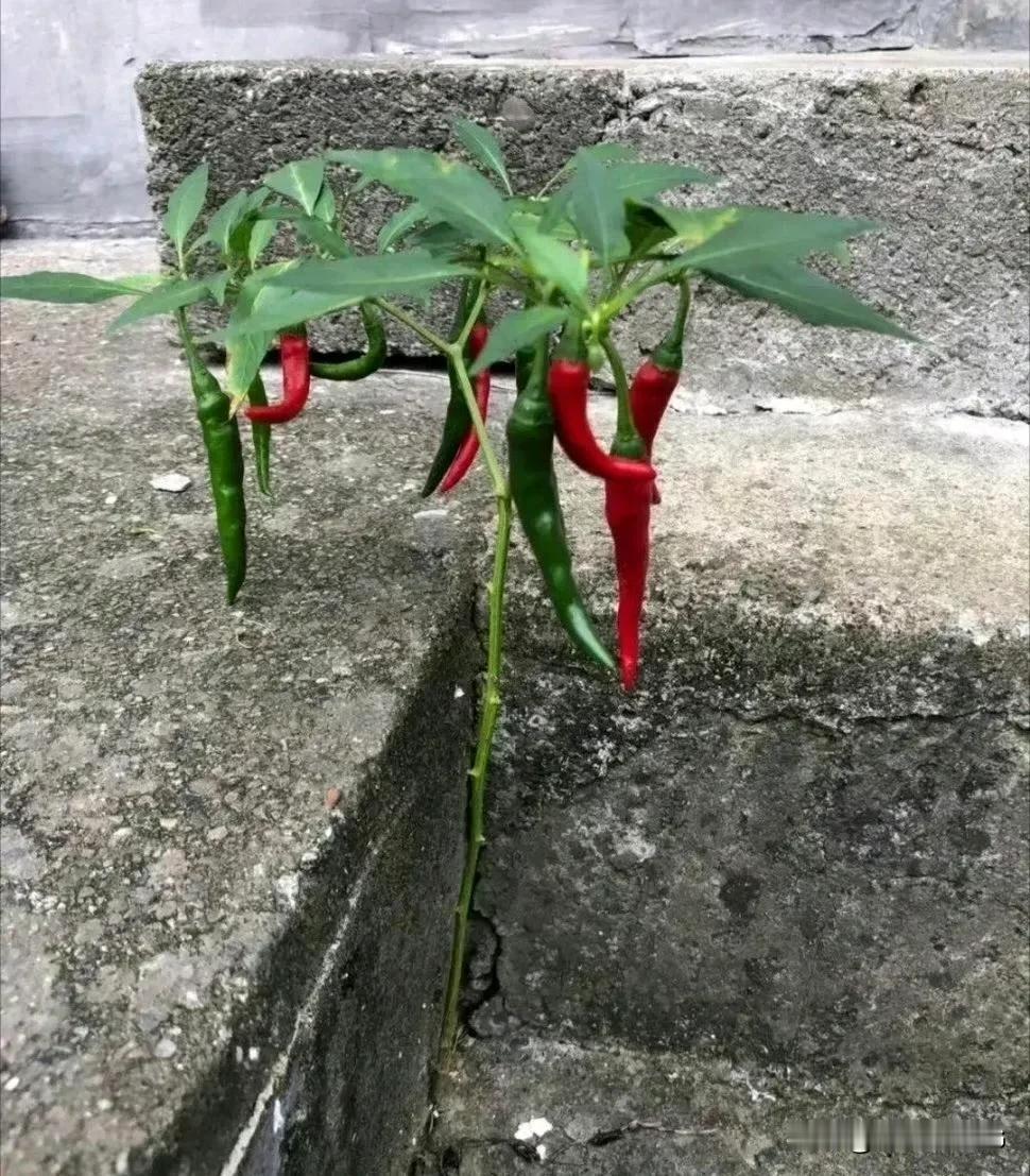 强者从不抱怨环境[赞]