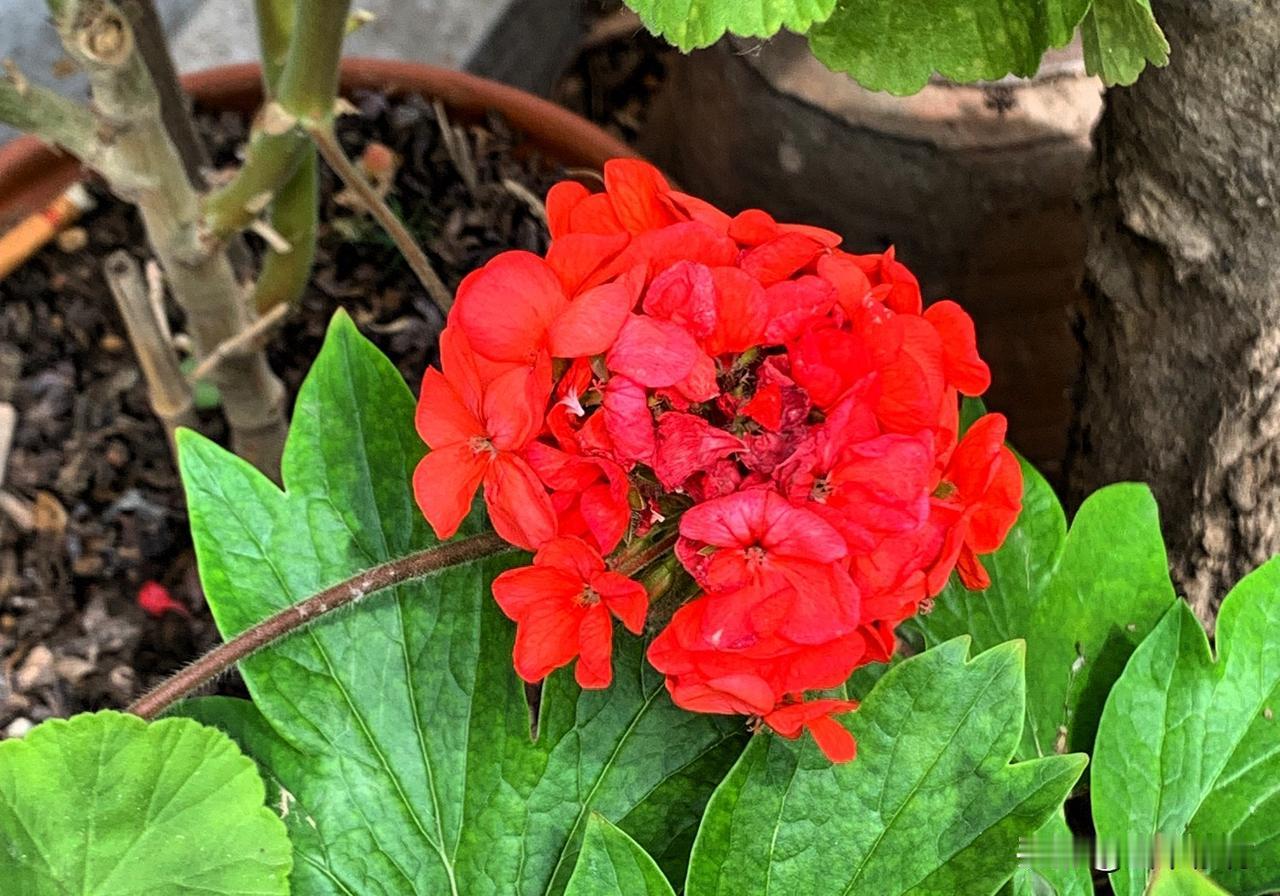 我分享的这花是我家对门一户人家养在外面花盆里的，估计也是不太喜欢了，随便扔在外面