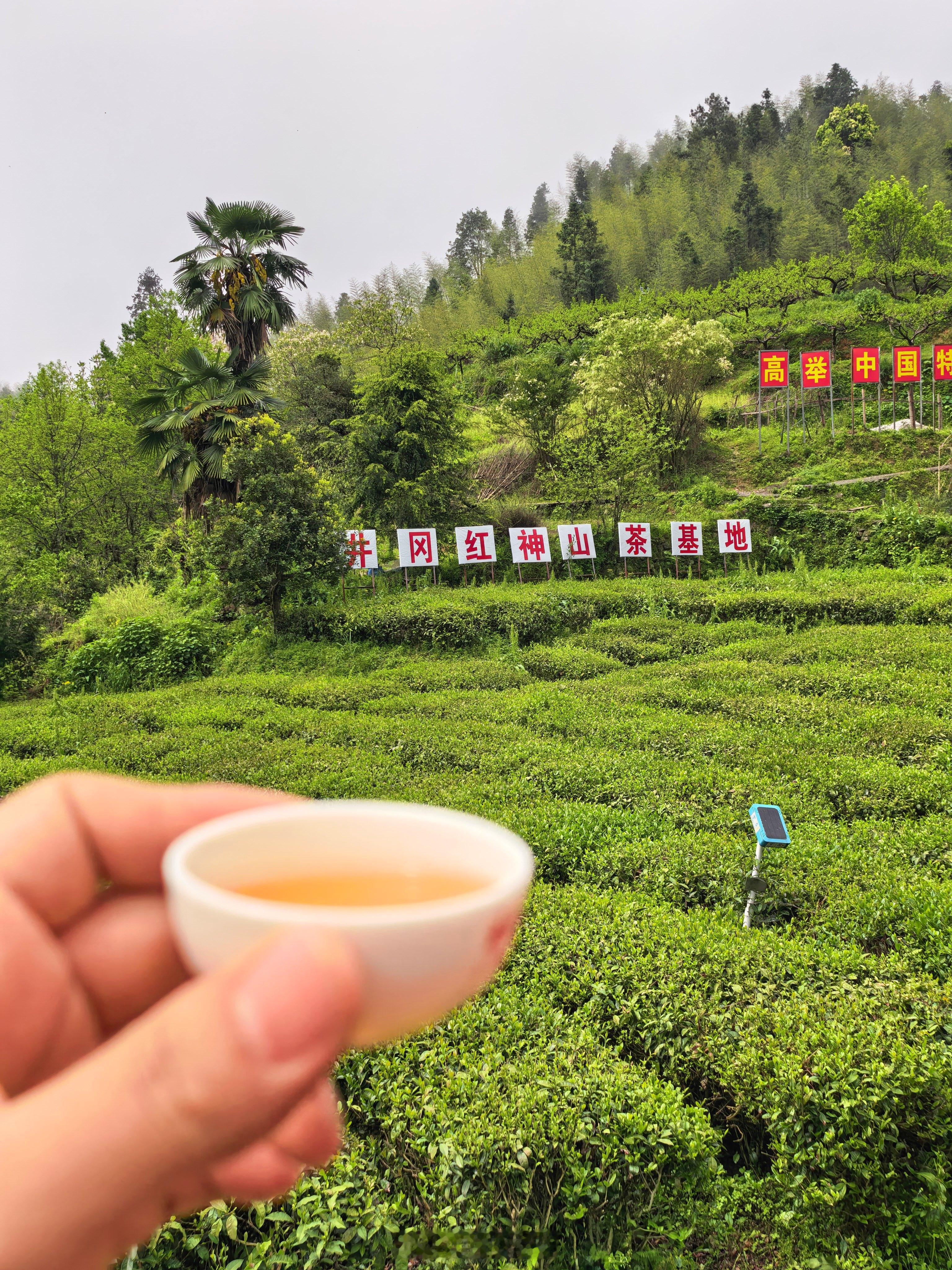 漫步井冈山神山，茶园铺展成无边翠浪，鲜润绿意漫入眼底。山风裹挟着草木与新茶的清芬