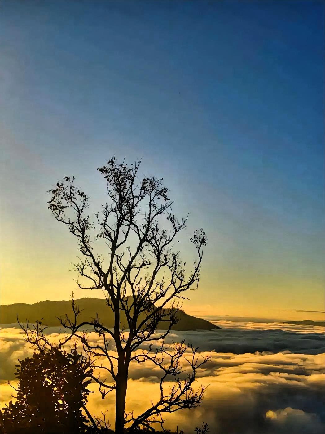 晨曦中的孤树，静谧而美丽。阳光如金色的丝线，轻柔地洒在这棵孤树的每一片叶子上。微