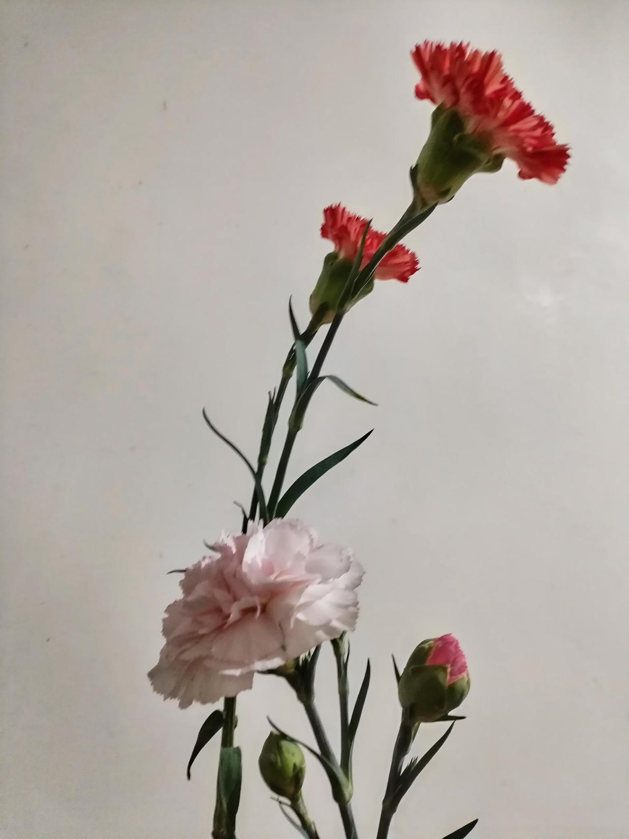 ，什么花都行
康乃馨