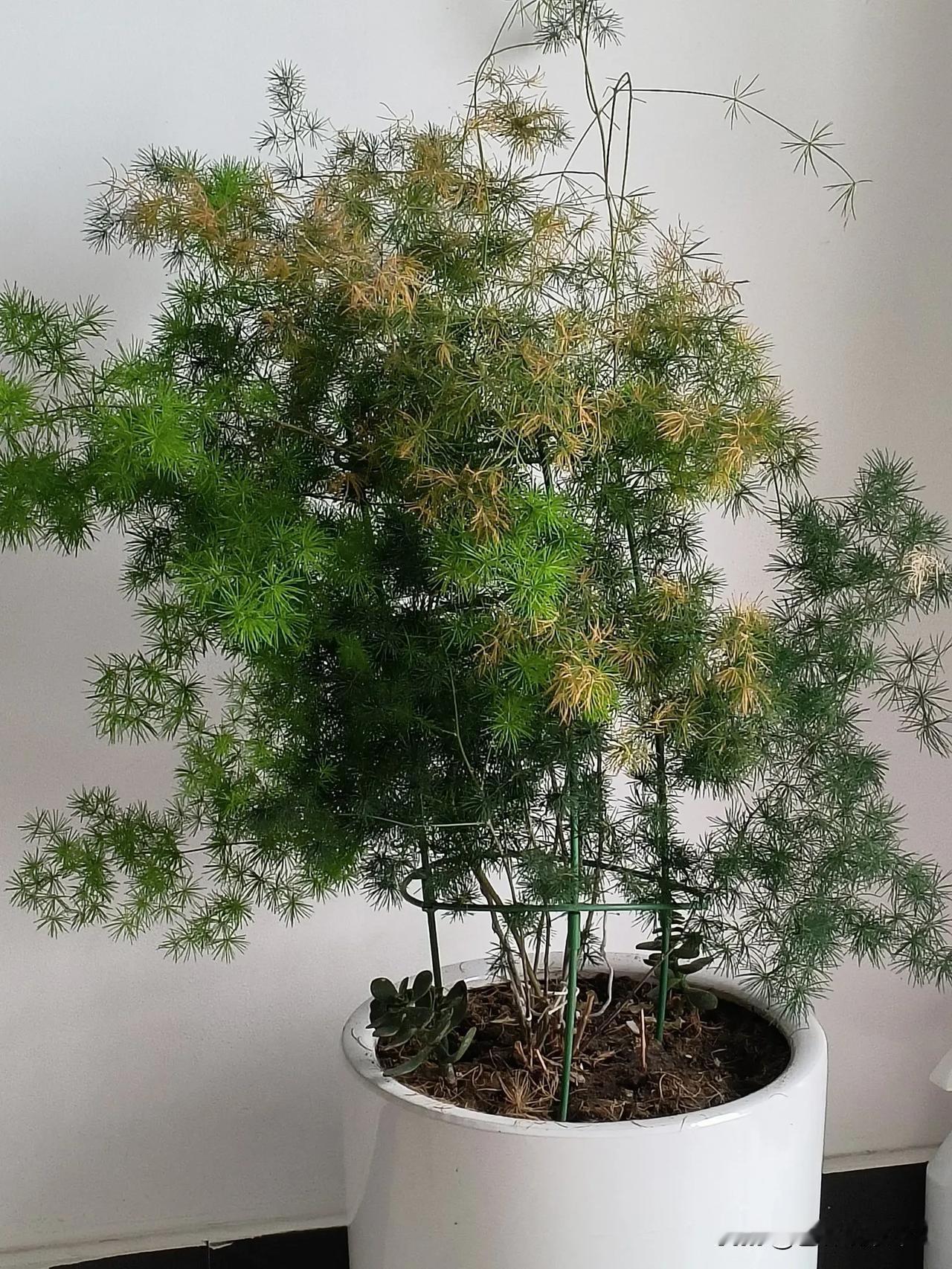 凡是开花的花，我都养活不了多长时间。唯独这盆文竹，已陪我十几年之久！