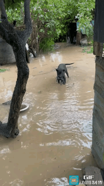 近日广东突降特大暴雨，一户人家院内积水快速上涨，被铁链拴住的黑狗妈妈，守着一窝刚