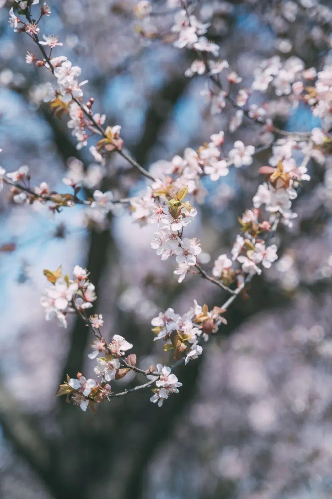 哎，说到清明，祭扫高峰又要到了。我特意去看了下苏州地铁发的攻略，整理了一下，给大