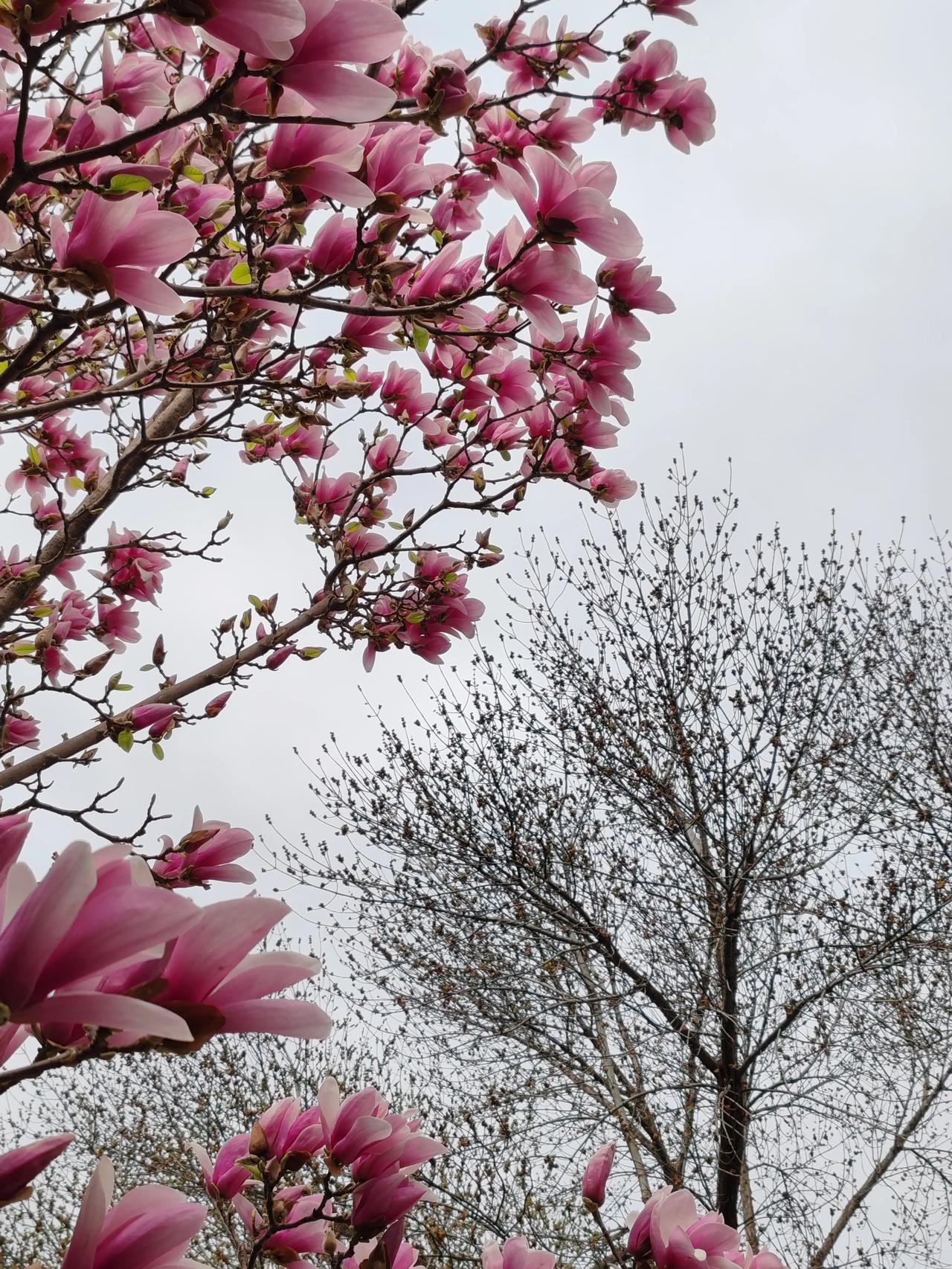 晒图笔记大赛走近花海。