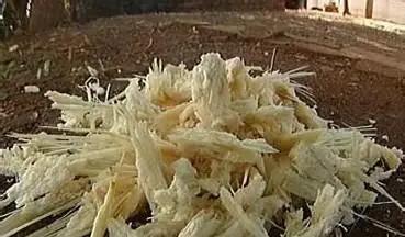 印度每年榨糖剩下7500万吨甘蔗渣，堆在河边发臭，蚊虫漫天飞，可是这堆烂渣子，中