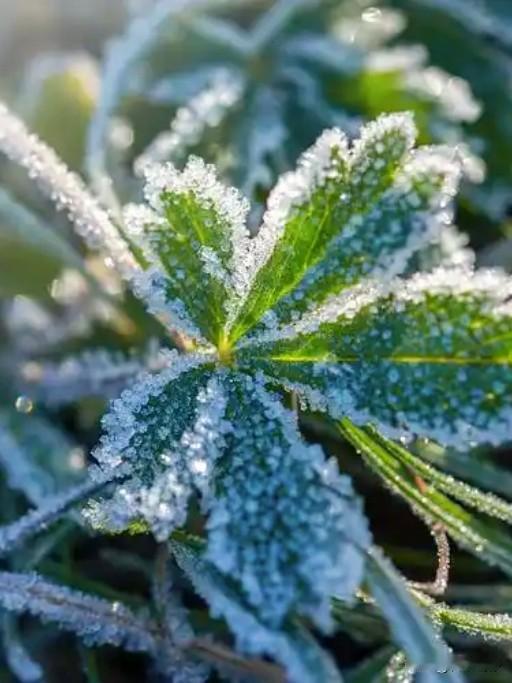 昨日（1月8日）已进入“三九”。民间素有“三九四九冰上走”之说，意味着这是一年中