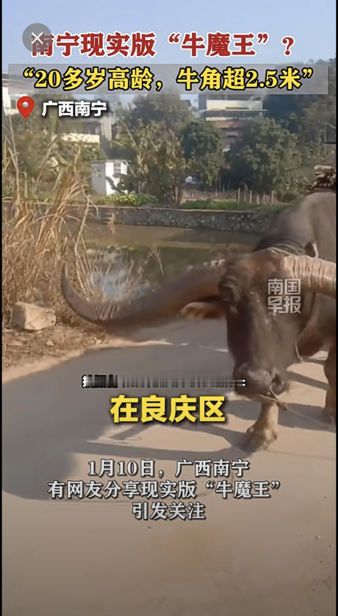 南宁现实版“牛魔王”？“20多岁高龄，牛角超2.5米”牛魔王广西南宁牛角 （来源