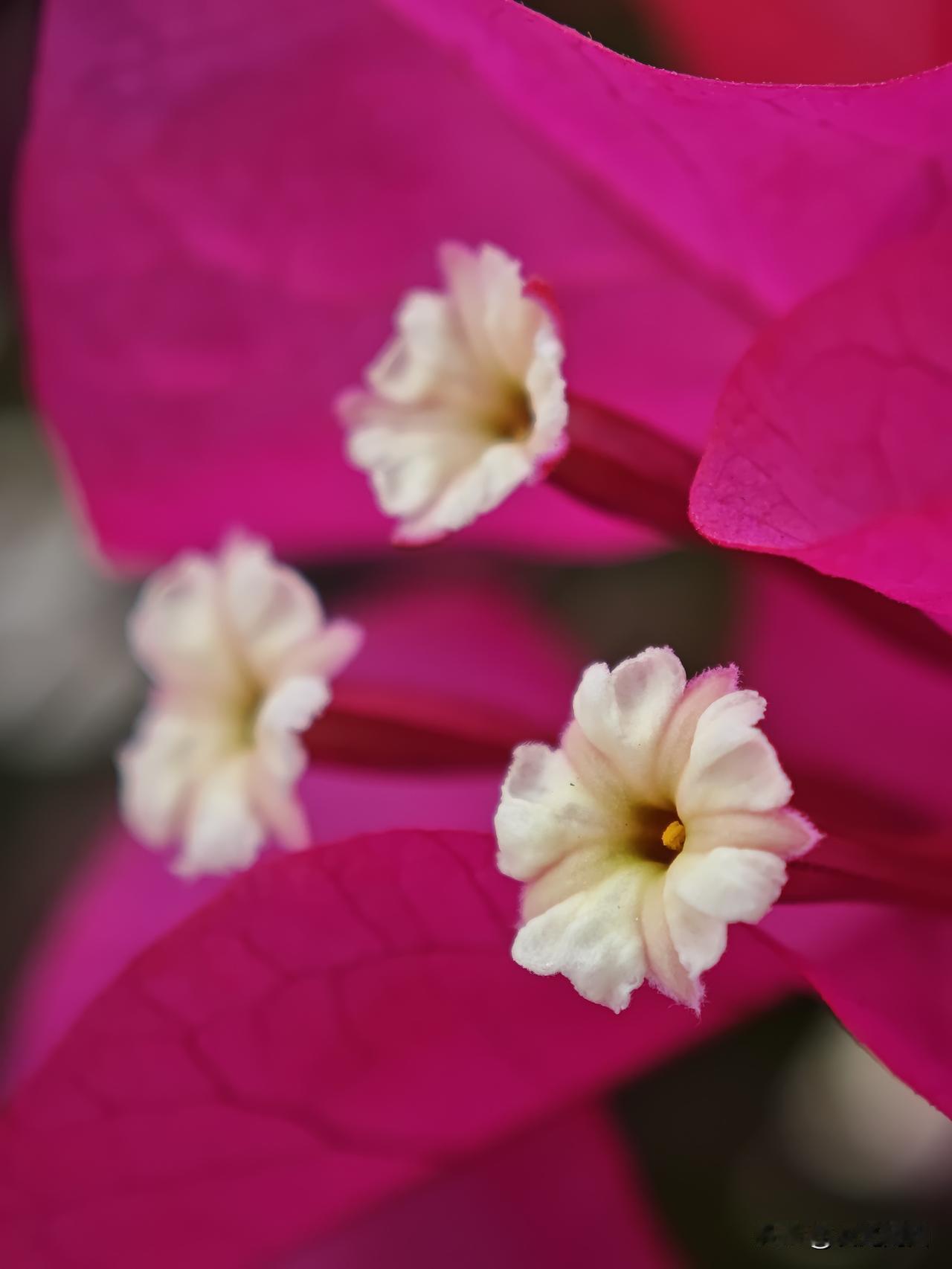 分享镜头中的花花草草最普通的花花草草也有美好的时刻！能把你镜头下的花草分享出来P