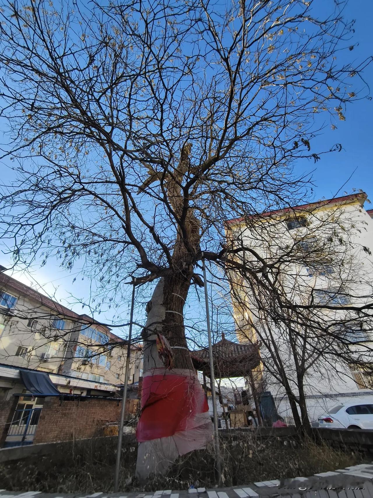 地标山西偏关小县城文庙，记得猫姐小时候经常在这棵大树下游戏玩闹，大树的三分之二已