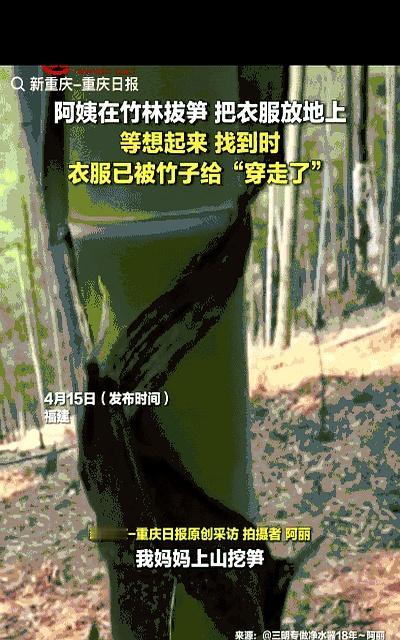 你说几天就能长成一棵竹子？
福建一位阿姨就亲身验证了！
她去竹林挖笋，热了把外套