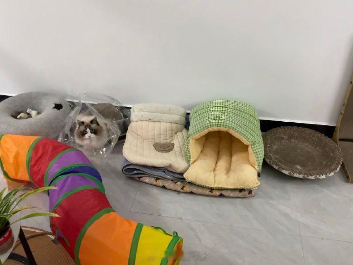 不喜欢睡猫窝的小猫 