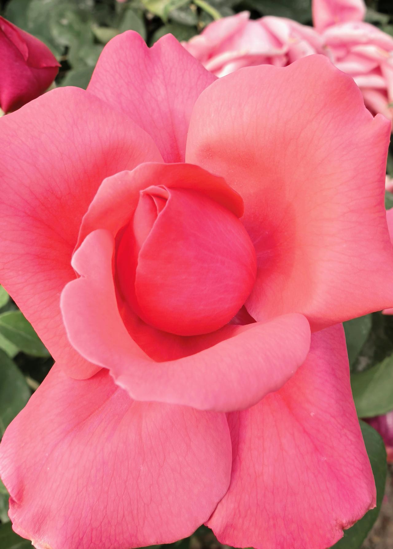 花的哲理
你不必开得喧嚣，
像这朵粉玫瑰 ；
用最温柔的弧度，
圈住整个春天的心